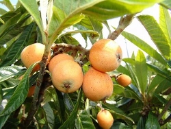 Nespolo Giapponese Eryobotra Japonica v21