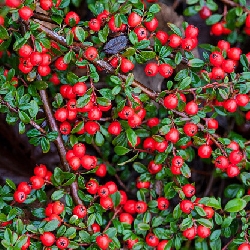Cotoneaster Coral Beauty - vaso Ø16 cm