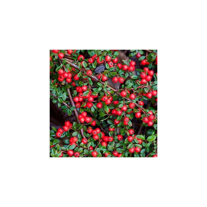 Cotoneaster Coral Beauty - vaso Ø16 cm Cotoneaster Coral Beauty - vaso Ø16 cm