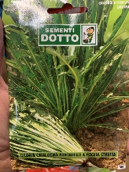 Cicoria Catalogna Puntarelle di Galatina - Busta semi