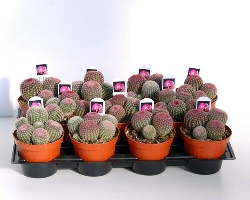 Echinocereus Rigidissimus Rubrispinus - vaso Ø 12cm