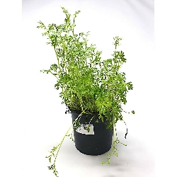 Carum carvi, Cumino dei prati - vaso Ø 14 cm