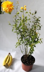 Kerria Japonica - vaso Ø24 cm