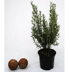 Rosmarino, Rosmarinus officinalis - vaso Ø18 cm