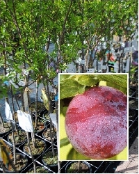 Susino Formosa - Prunus domestica -  vaso Ø25 cm