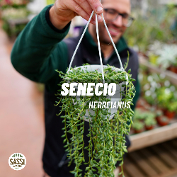 Senecio Herreianus, Pianta Rosario - basket Ø14 cm