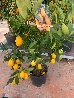 Citrus aurantifolia x Fortunella, Limequat - vaso Ø21 cm