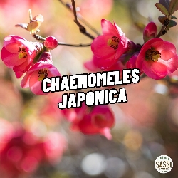 Cotogno giapponese, Chaenomeles japonica, Cydonia, Fiore di pesco - vaso Ø24 cm