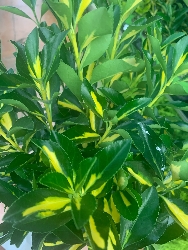 Evonimo, Euonymus japonicus 'Aureopictus' - vaso Ø18 cm, h 40 cm fuori vaso