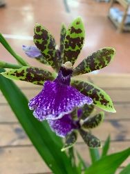 Zygopetalum 'Louisendorf' - vaso Ø12 cm