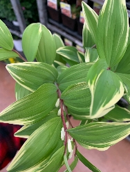 Polygonatum falcatum Variegatum - vaso quadro 18 cm
