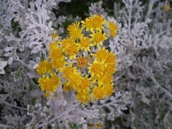 Cineraria Marittima - Jacobea Maritima vaso 9 cm