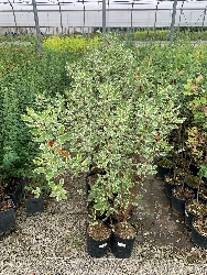 Cornus alba 'Elegantissima' - vaso Ø18 cm