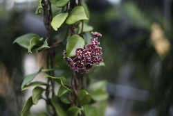 Hoya carnosa 'Dark Red', Fiore di cera - vaso Ø10,5 cm