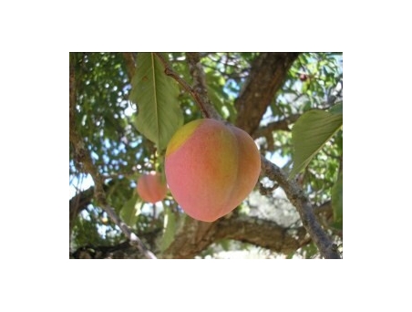 Susino Cuore - Prunus domestica - vaso Ø26 cm