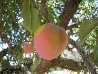 Susino Cuore - Prunus domestica - vaso Ø26 cm