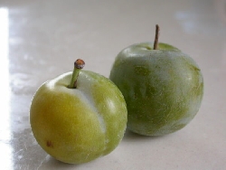 Susino Regina Claudia verde, Prunus domestica - vaso Ø26 cm