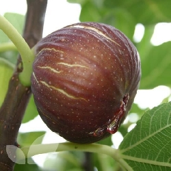 Fico, Ficus carica 'Madeleine des Deux Saisons' - vaso Ø24 cm