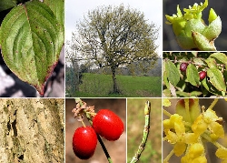Cornus mas, Corniolo/Arbusto - vaso Ø 24cm h 60cm