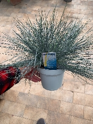 Festuca Glauca - Festuca azzurra  - vaso Ø17 cm