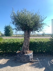 Ulivo secolare, Olivo, Olea europaea, Grande (ALTO 180-200) di solo tronco tronco ampio