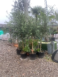 Ulivo Leccino, Olivo, Olea Europaea var. Leccino - vaso Ø35 cm