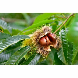 Castanea sativa, Castagno Europeo/Castagno - vaso 3lt H 140cm