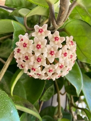 Hoya Carnosa 'Krinkle 8', Fiore di Cera - vaso Ø10 cm