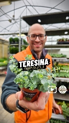 Erba Teresina, Sedum Sieboldii Mediovariegata - vaso Ø8,5 cm