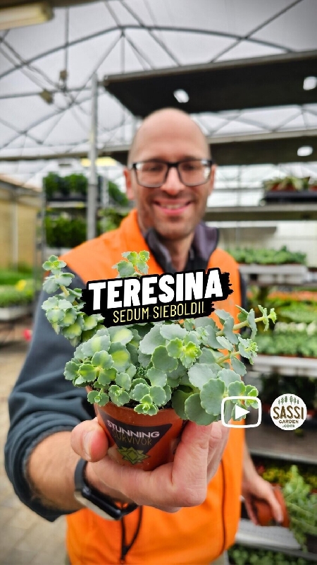 Erba Teresina, Sedum Sieboldii Mediovariegata - vaso Ø8,5 cm Erba Teresina, Sedum Sieboldii Mediovariegata - vaso Ø8,5 cm