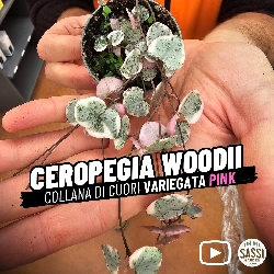 Ceropegia Woodii variegata Pink, Rosa, Collana di Cuori, String of Hearts, Collana d'Amore - vaso Ø6 cm