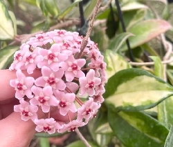 Hoya Carnosa 'Tricolor', Fiore di Cera - basket Ø18 cm