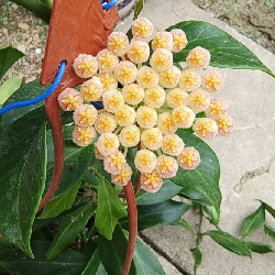 Hoya lacunosa var. Sunrise - vaso Ø12 cm