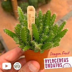Pitahaya, Pitaya, Frutto del drago, Hylocereus undatus, Pitaia - vaso Ø5,5 cm