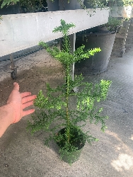 Araucaria Heterophylla, Pino di Norfolk - vaso Ø18 cm, h 40 cm