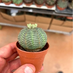 Euphorbia obesa - vaso Ø5 cm