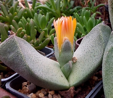 Pleiospilos bolusii, aizoaceae - vaso Ø5,5 cm