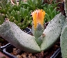 Pleiospilos bolusii, aizoaceae - vaso Ø5,5 cm