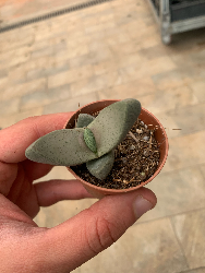 Pleiospilos bolusii, aizoaceae - vaso Ø5,5 cm-0