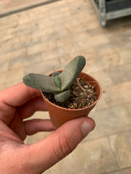 Pleiospilos bolusii, aizoaceae - vaso Ø5,5 cm-1