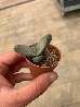 Pleiospilos bolusii, aizoaceae - vaso Ø5,5 cm-1