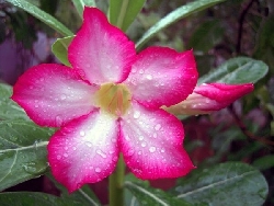 Adenium Obesum 'Pink Star', Rosa del Deserto, fiore ROSA - vaso Ø9 cm