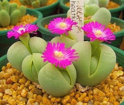 Gibbaeum heathii, Aizoaceae - vaso Ø8 cm