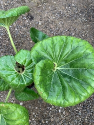 Farfugium japonicum 'Giganteum', Farfaraccio Giapponese - vaso Ø21 cm