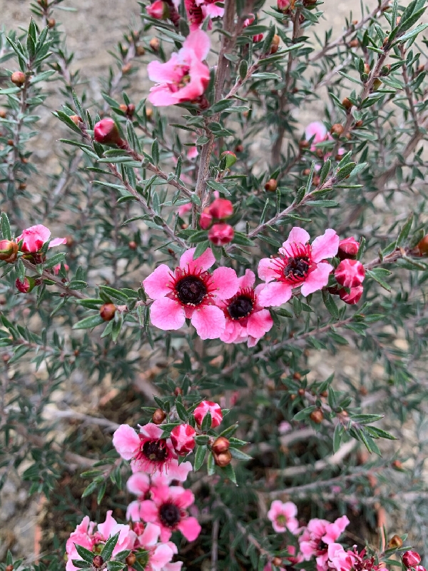 Manuka, Leptospermum scoparium - vaso Ø18 cm Manuka, Leptospermum scoparium - vaso Ø18 cm