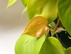 Philodendron 'Neon', Filodendro - vaso Ø6 cm