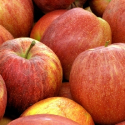 Melo Fuji - Malus domestica-Mela -  v24