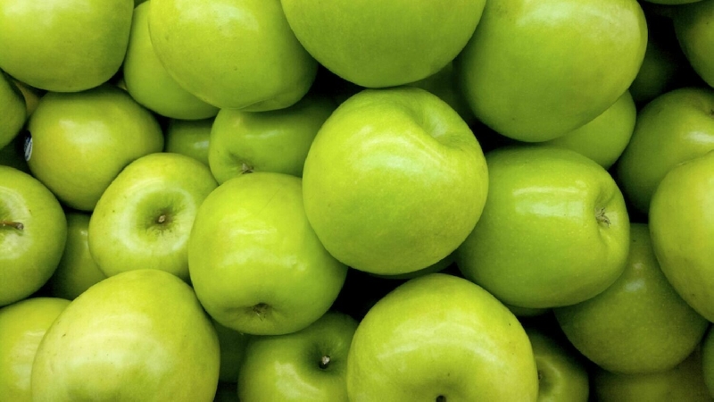 Mela Granny Smith - Malus domestica 'Granny Smith' vaso 24 Mela Granny Smith - Malus domestica 'Granny Smith' vaso 24