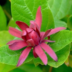 Calicanto estivo, Calycanthus floridus - vaso Ø18 cm