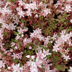 Sedum album 'Coral Carpet' - vaso Ø12 cm (montec)